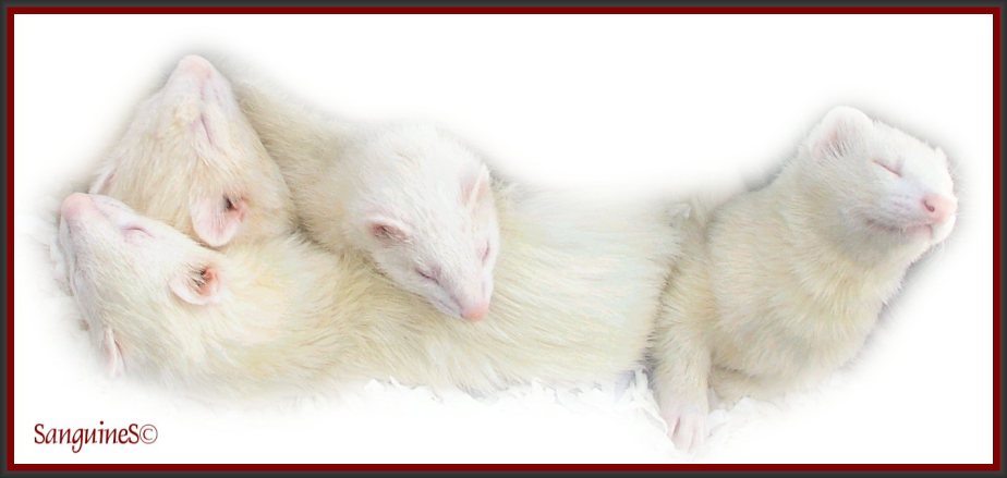 malozzkaosfilchapril