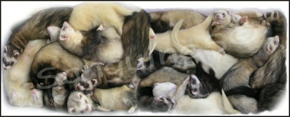 whitecaplargeferretgangWM